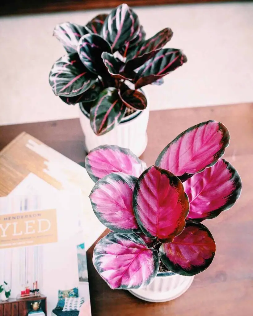 Rose Painted Calathea Size