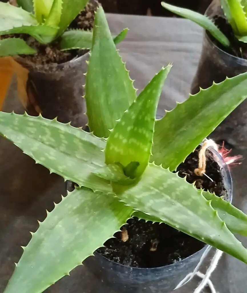 Aloe Vera Cold Tolerance