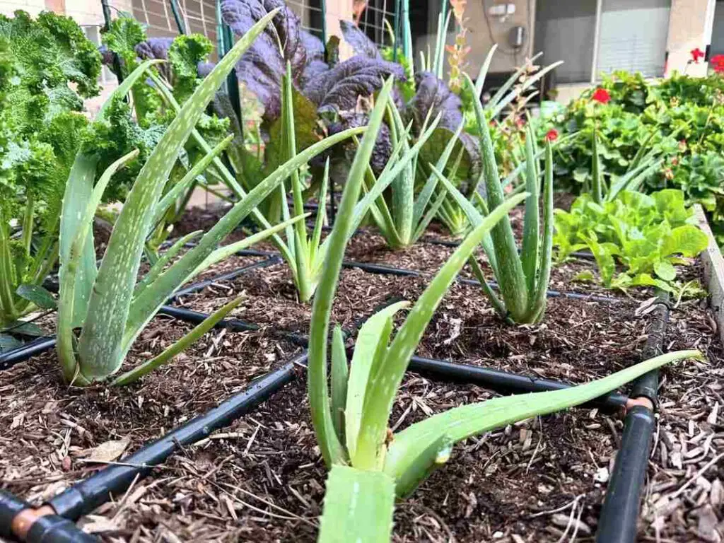 Aloe Vera Heat Damage