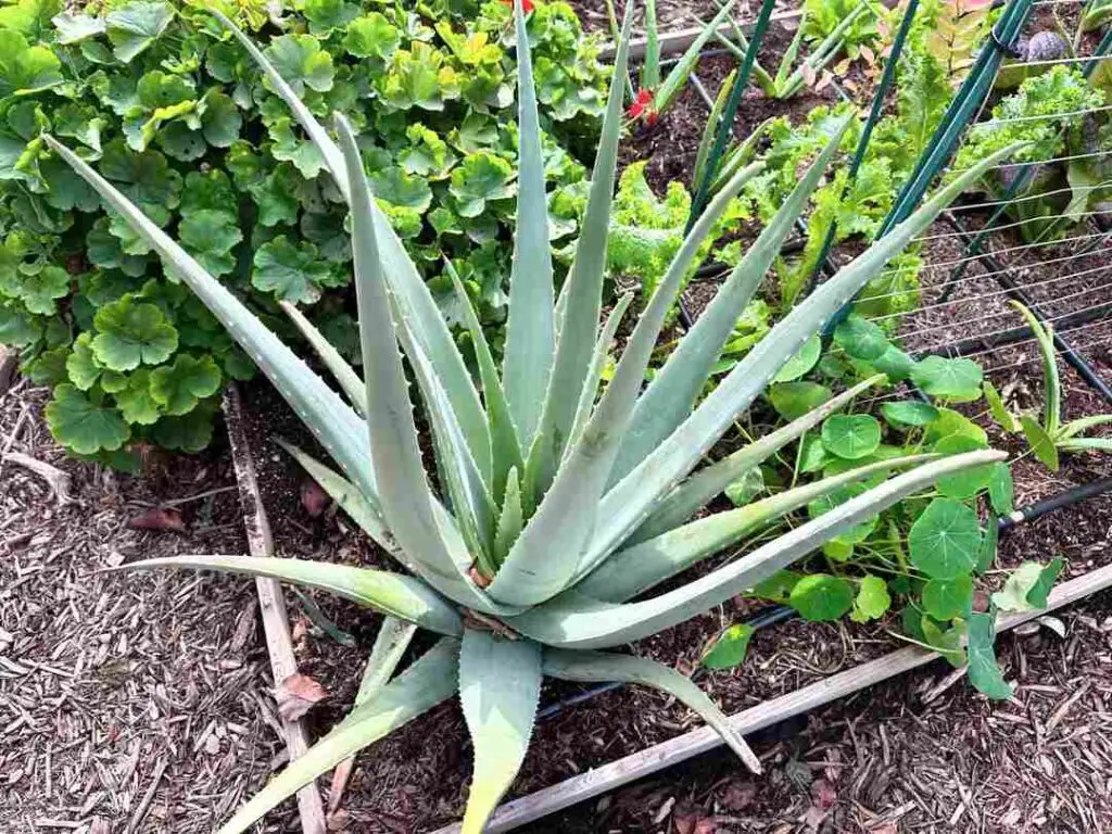 Aloe Vera Heat Tolerance