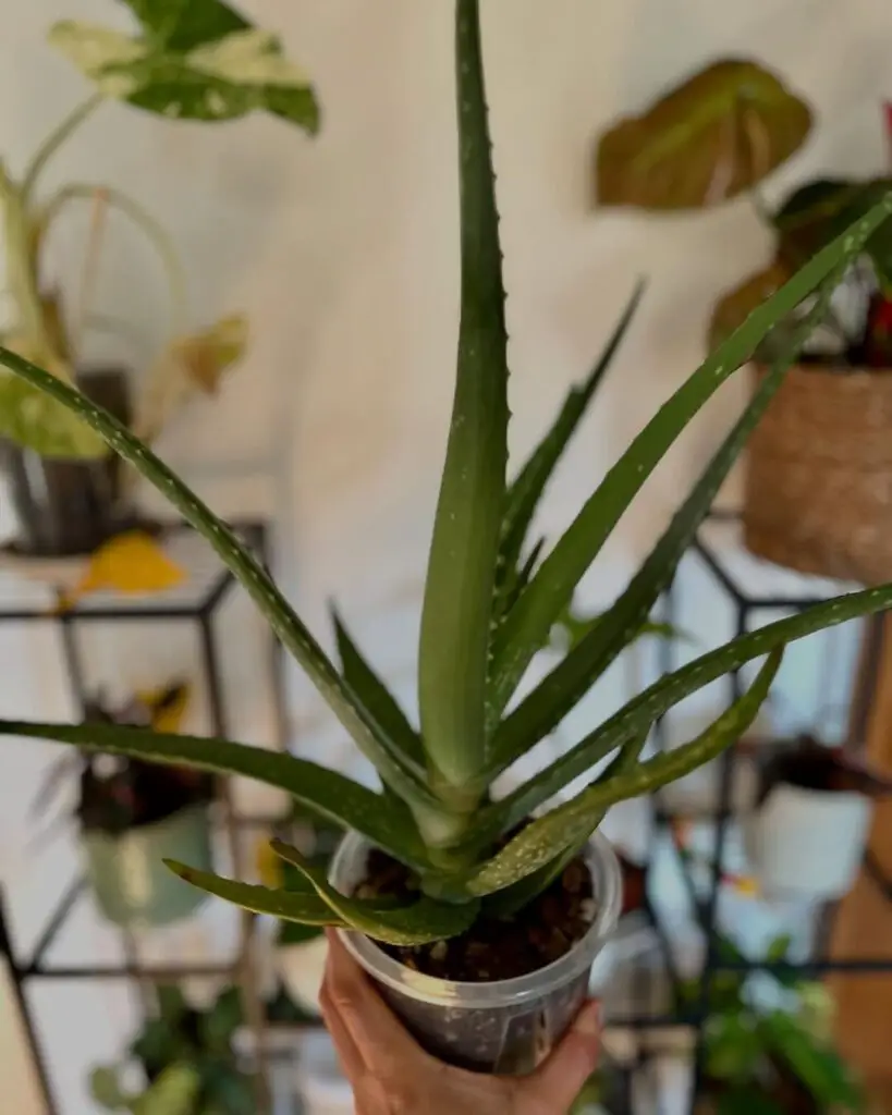 Aloe Vera’s Leaves Curling