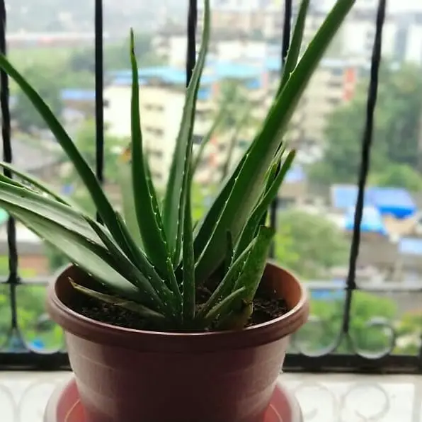 Aloe Vera's Leaves Turning Black