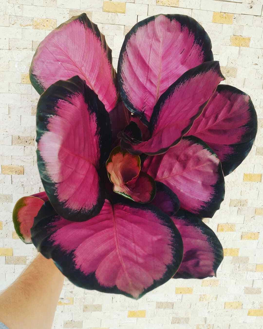 Are Rose Painted Calatheas Toxic to Cats