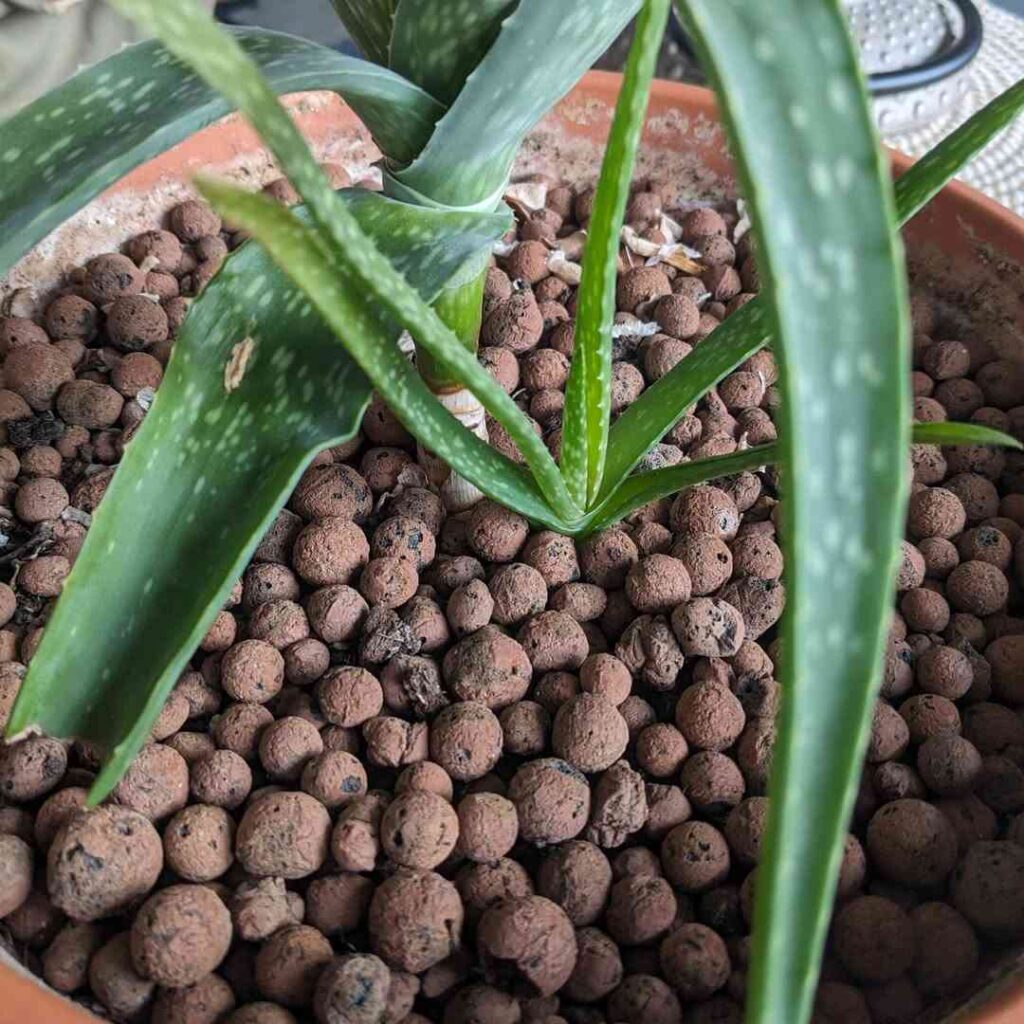 Best Fertilizer for Aloe Vera