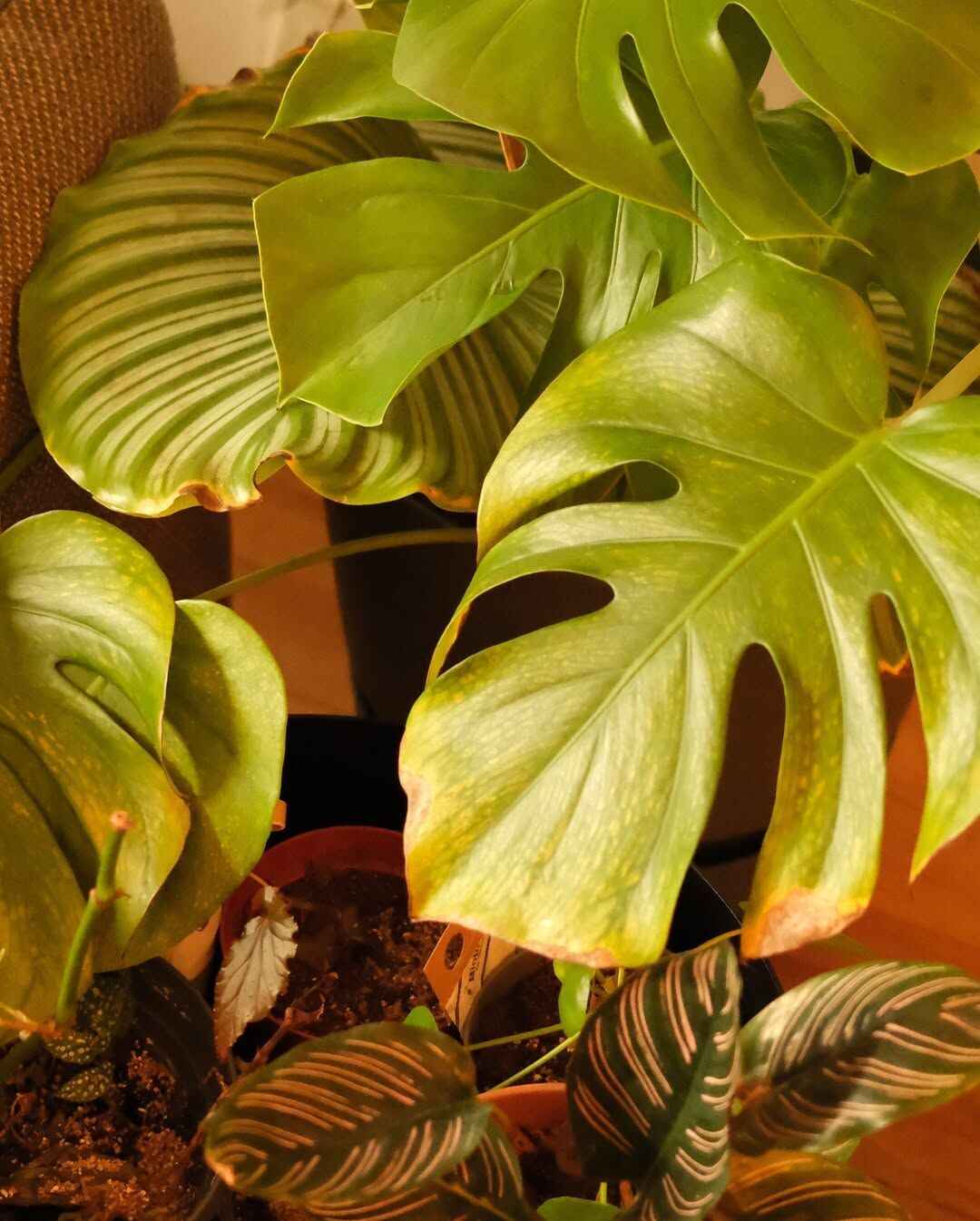Best Grow Light For Monsteras