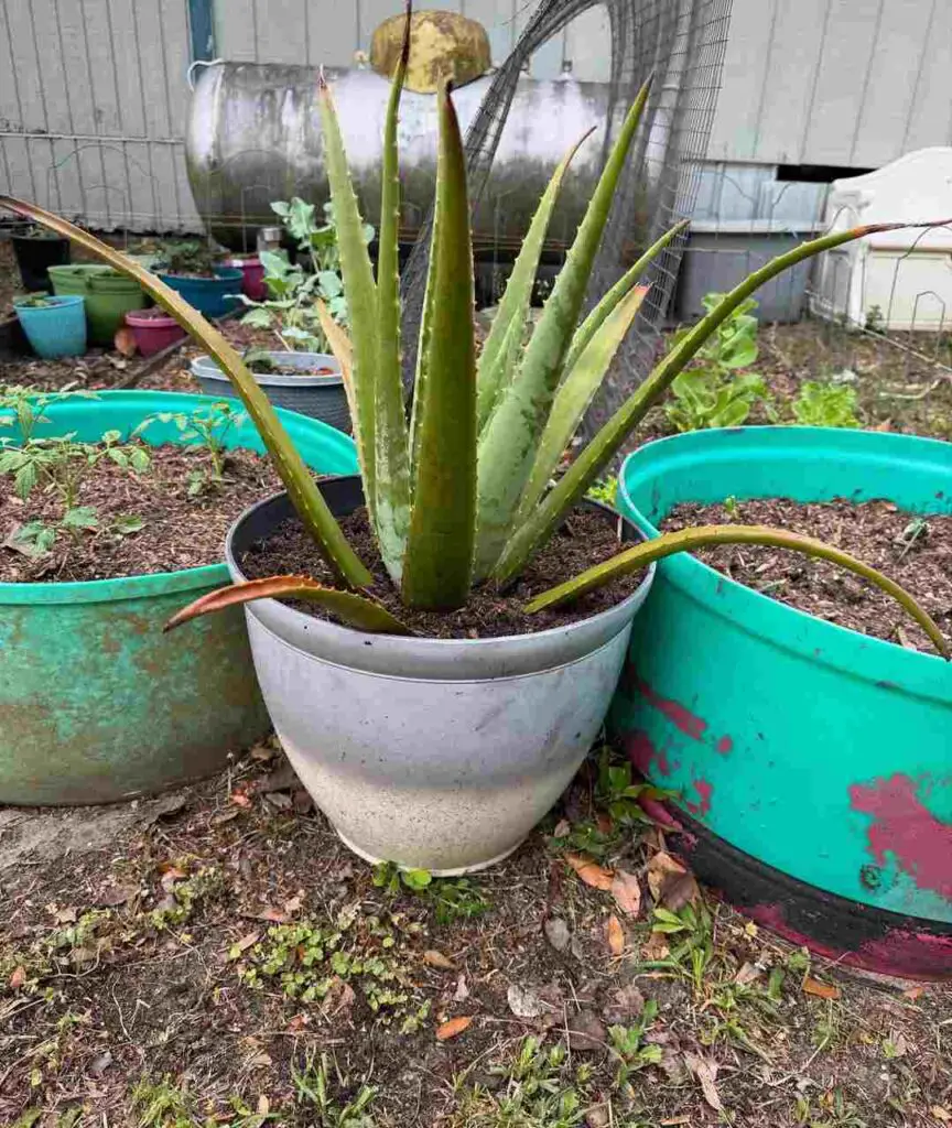 Best Pot For An Aloe Vera