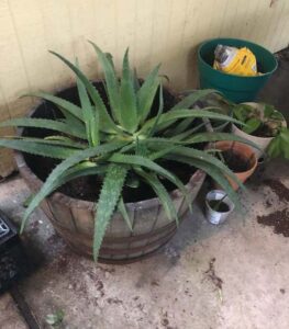 Best Soil for Aloe Vera Growth