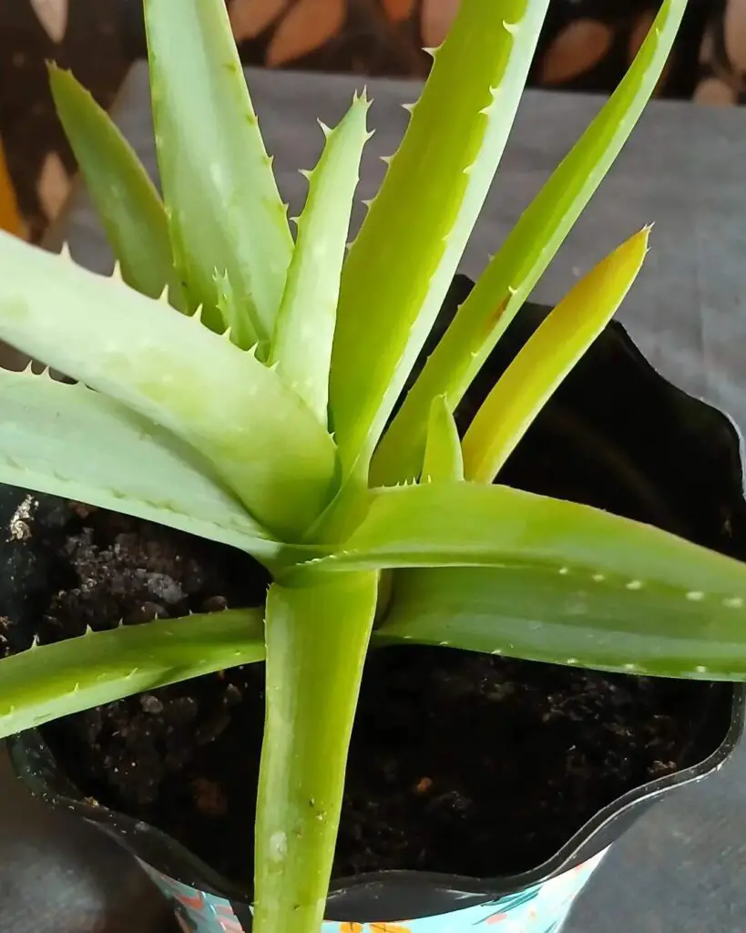 Common Aloe Vera Diseases