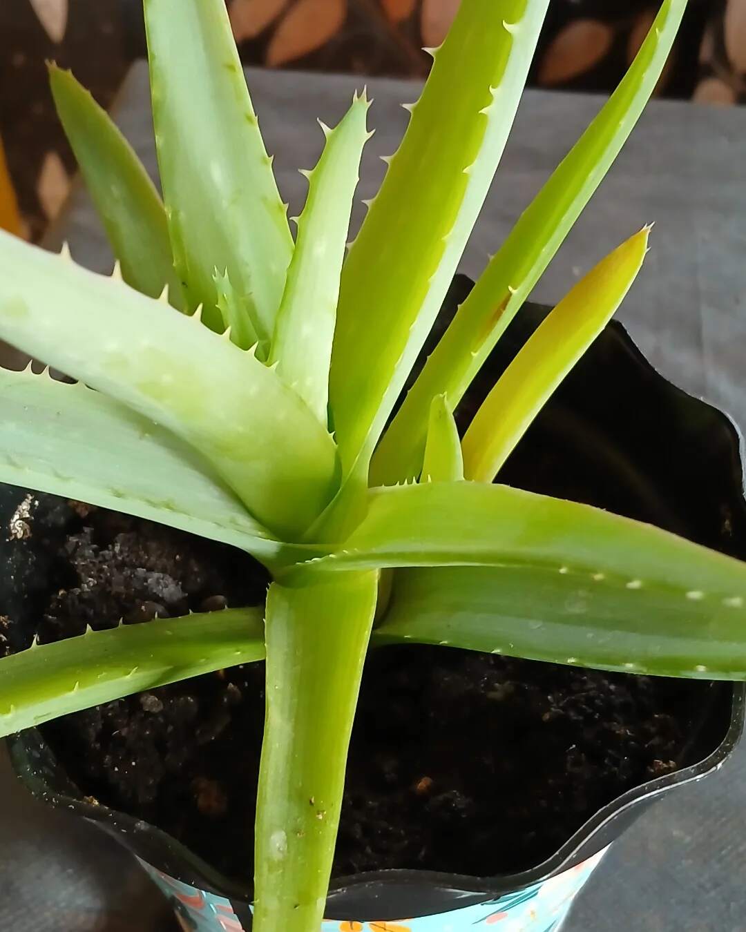 Common Aloe Vera Diseases