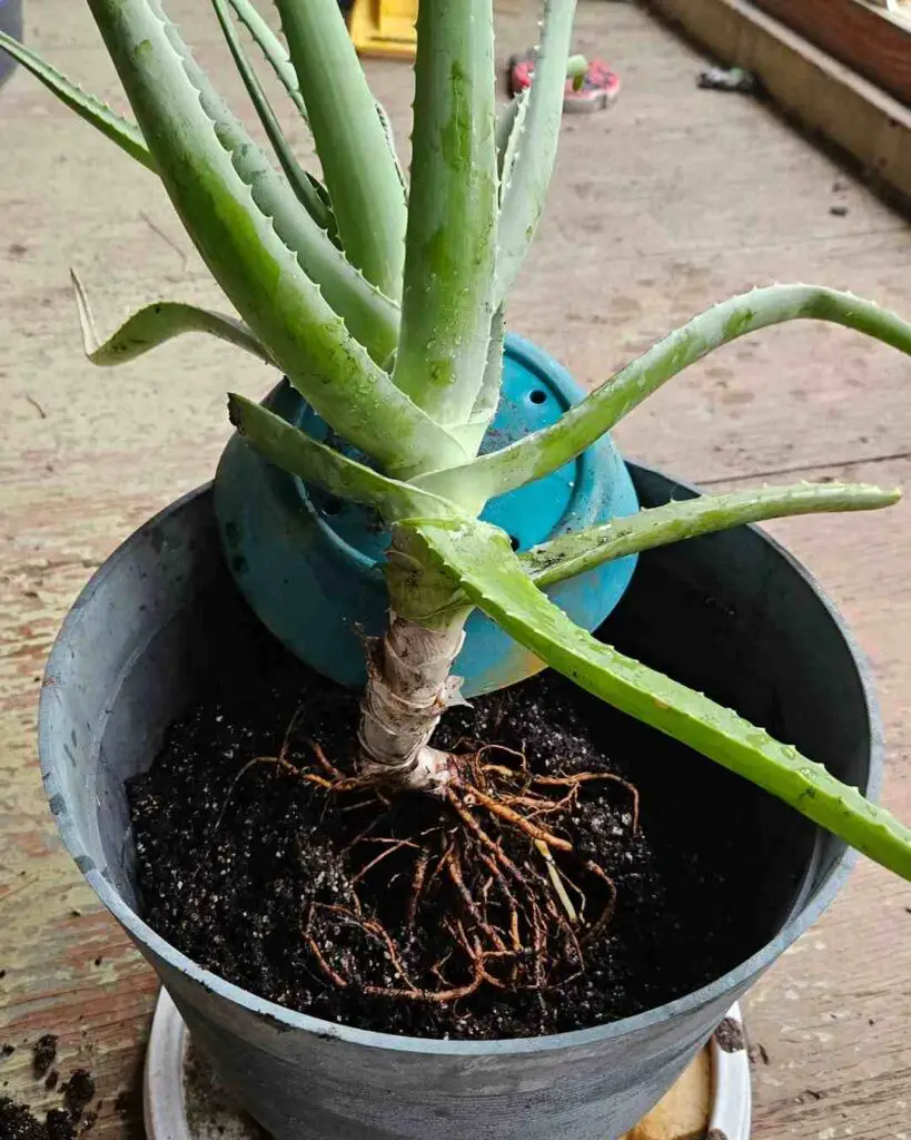 Common Aloe Vera Pests
