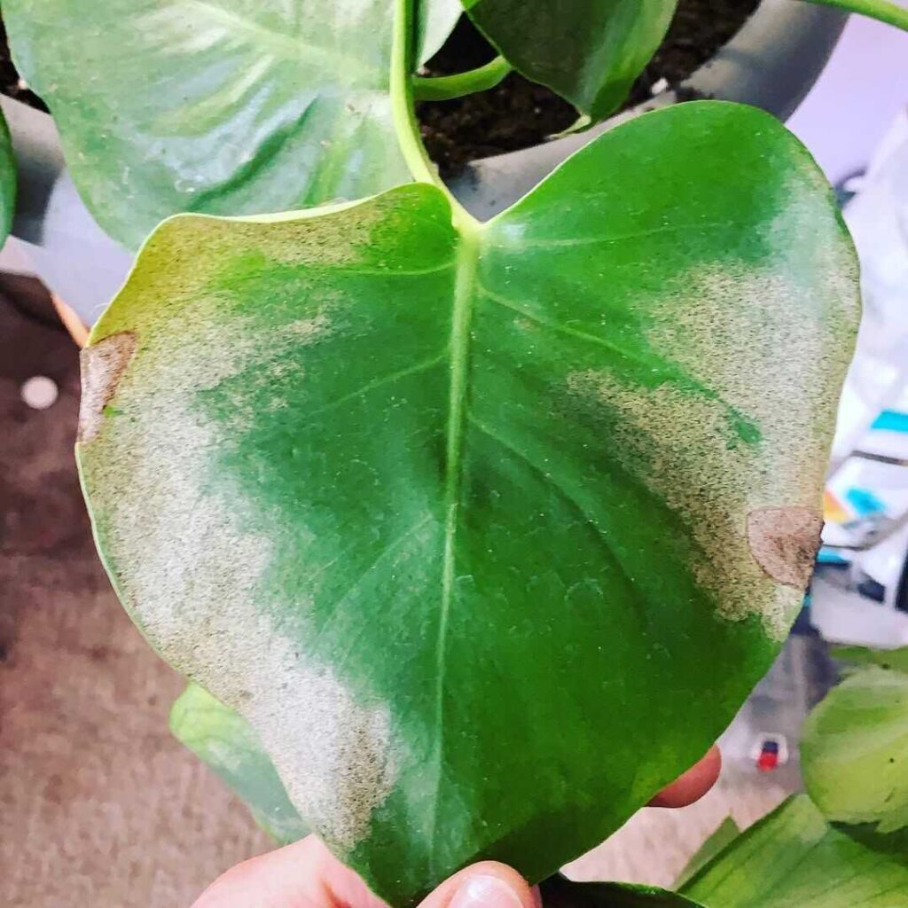 Common Monstera Diseases