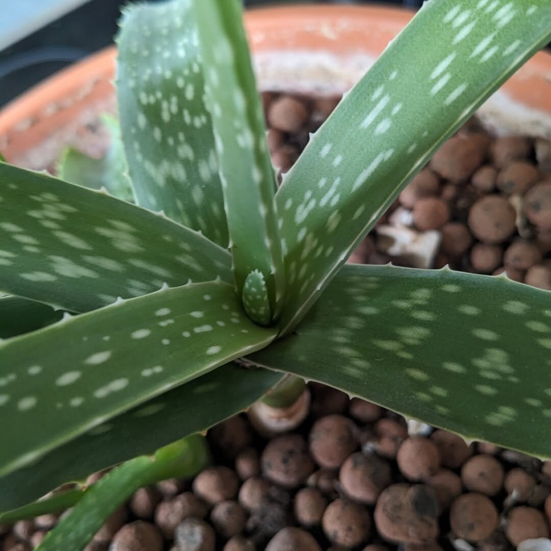 Do Aloe Vera Plants Like to Be Root Bound