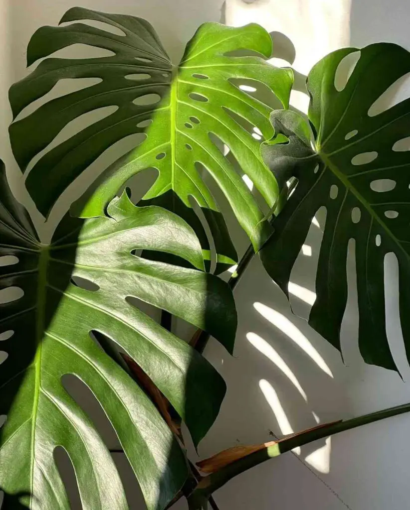 Does Monstera Need Direct Sunlight