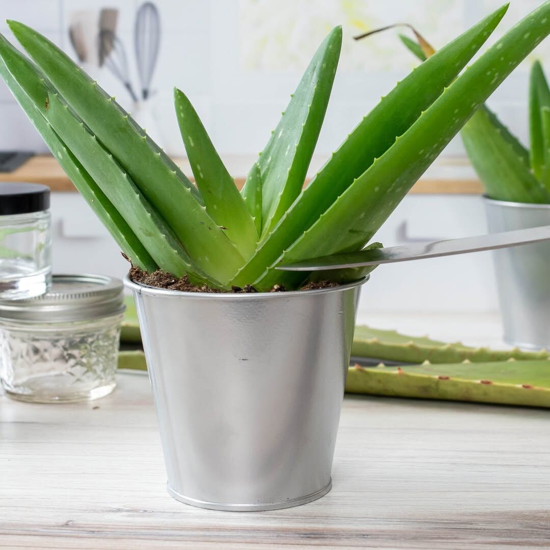 Fungal Infections in Aloe Vera