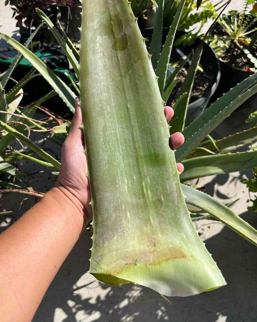 Health Benefits Of Aloe Vera