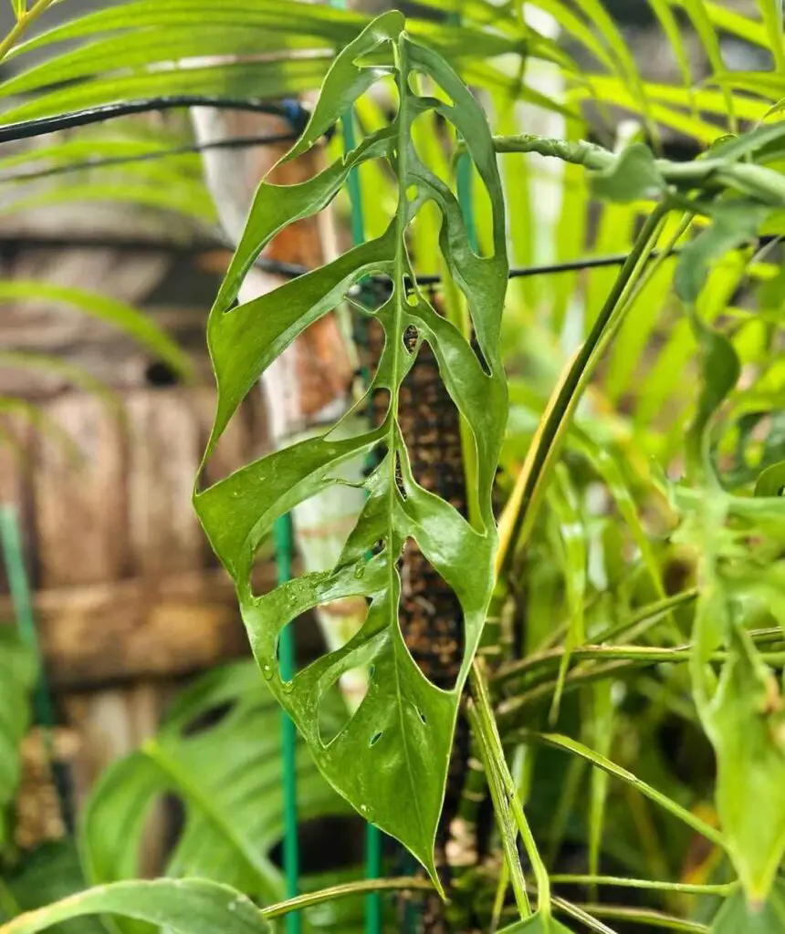 Health Benefits of Monstera
