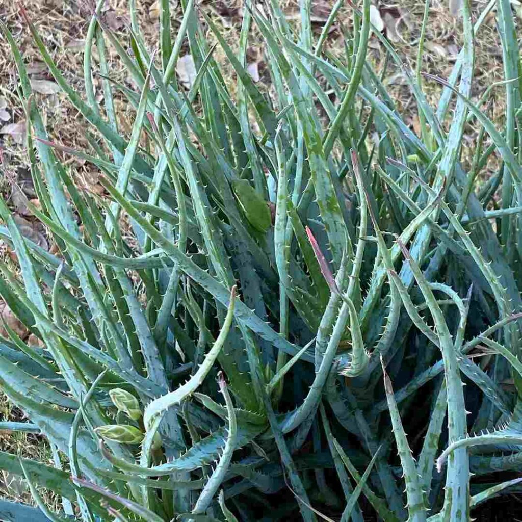 How Big Do Aloe Veras Grow