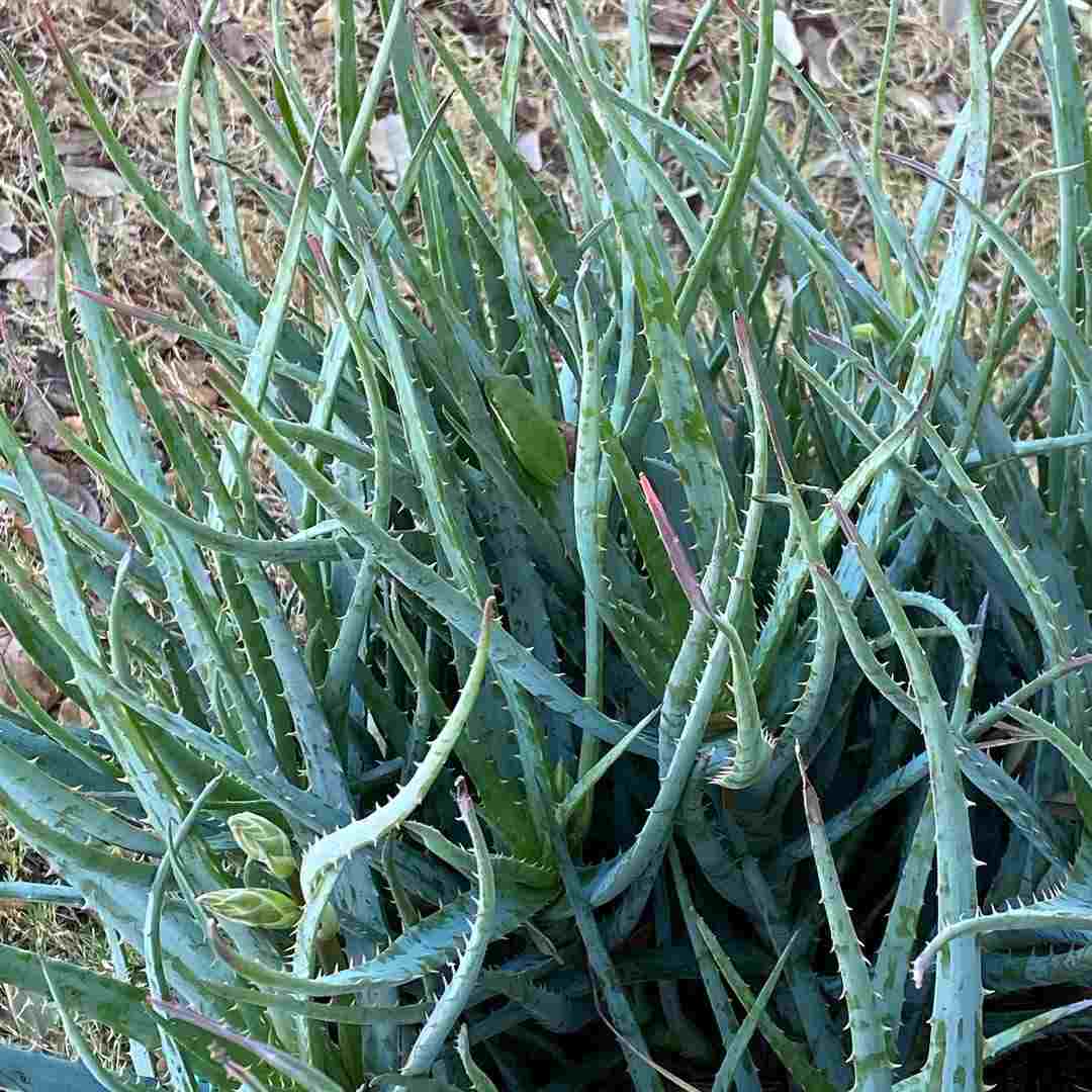 How Big Do Aloe Veras Grow