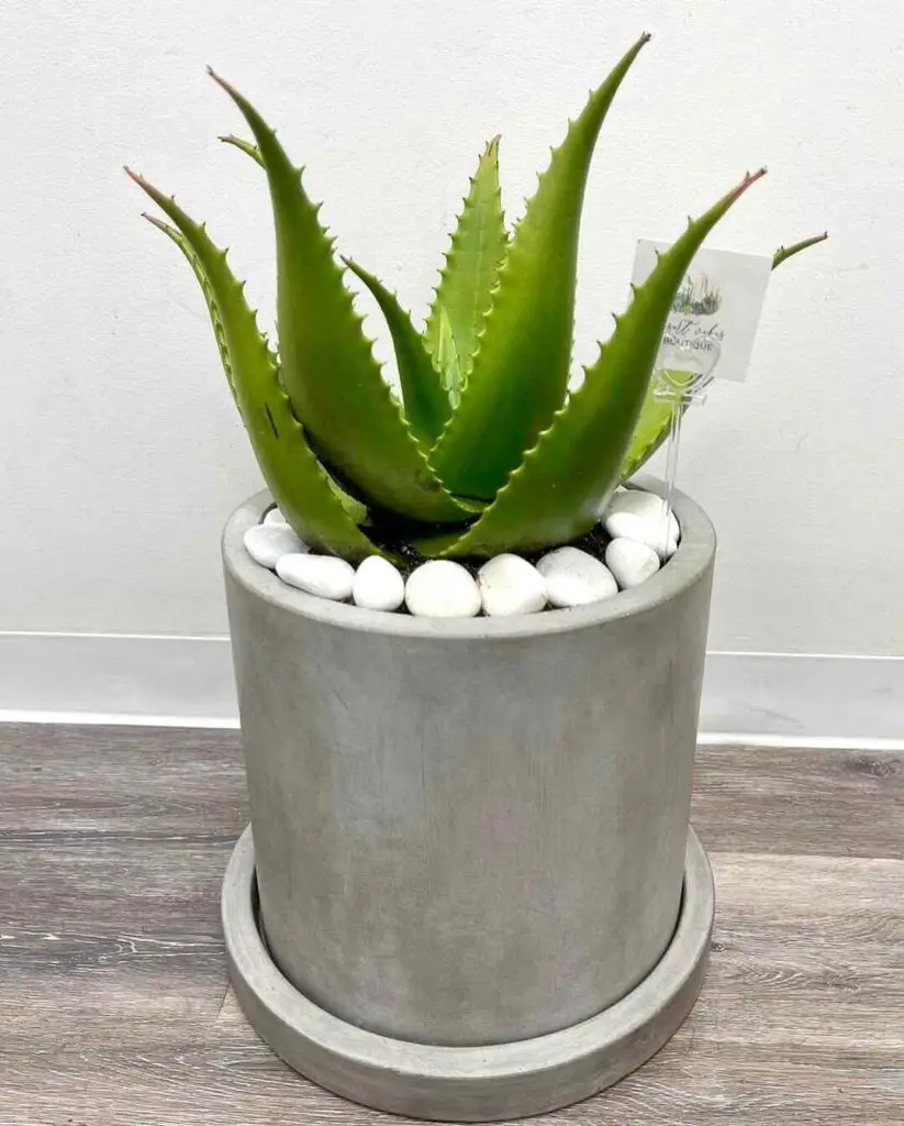 How Do I Keep My Aloe Vera From Growing Sideways