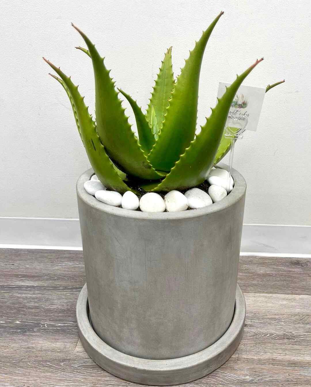 How Do I Keep My Aloe Vera From Growing Sideways