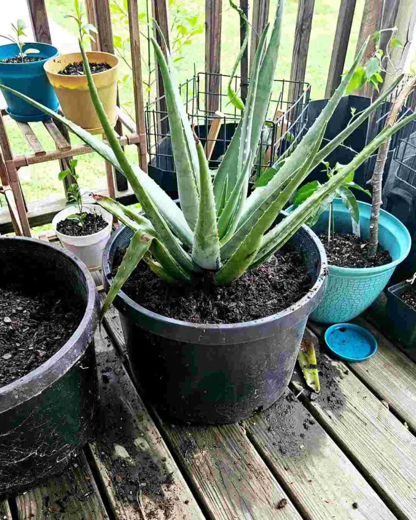 How Do I Revive My Dying Aloe Vera