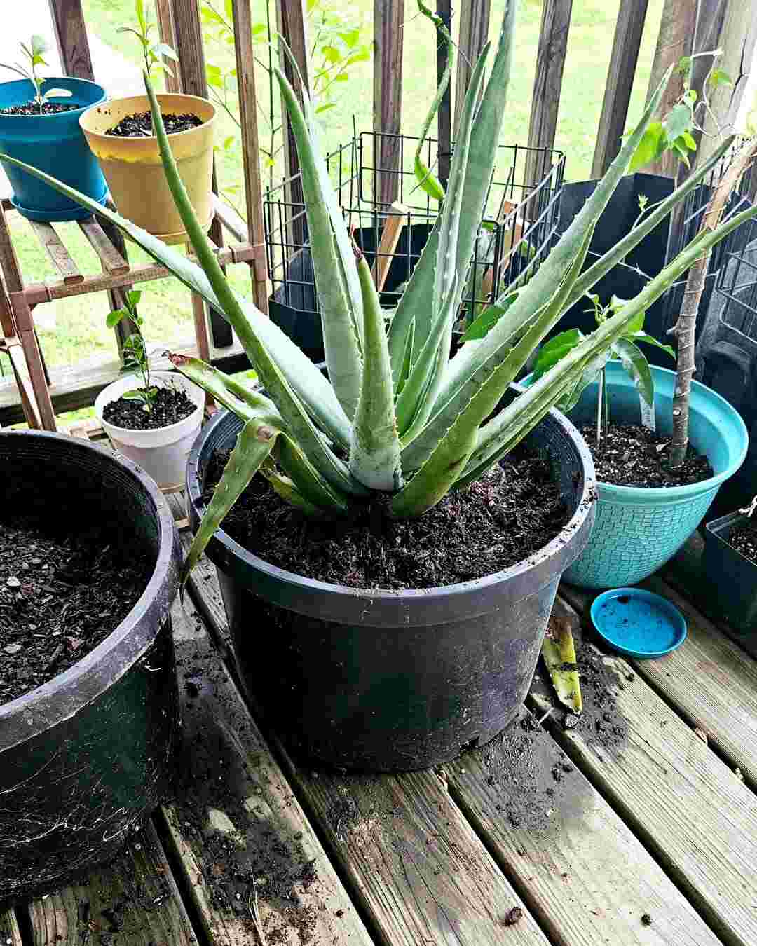 How Do I Revive My Dying Aloe Vera