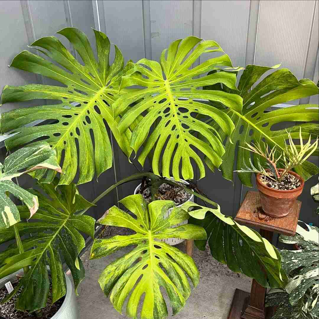 How Fast Does Monstera Grow