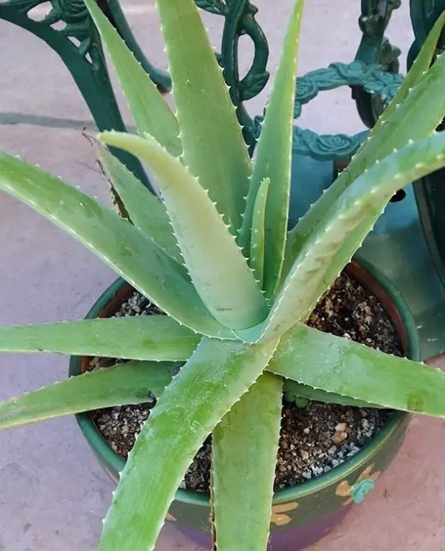 How Much Humidity Does My Aloe Vera Need