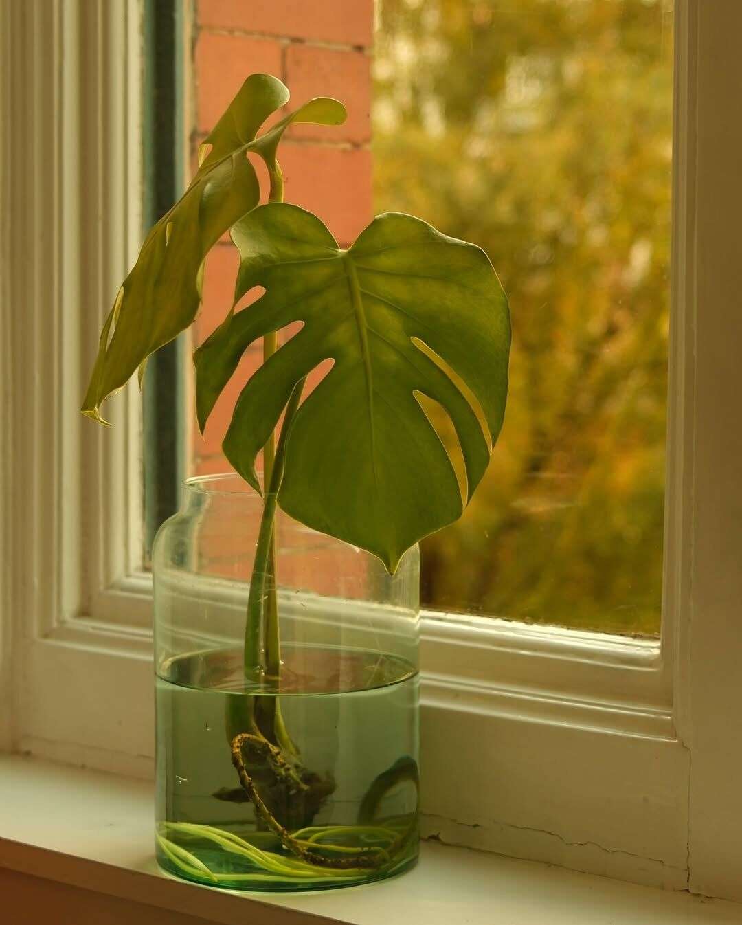 How Much Humidity Does My Monstera Need