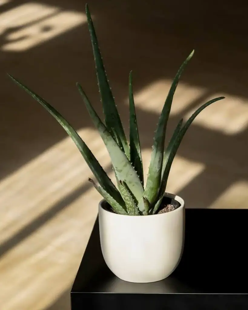 How Much Light Does An Aloe Vera Need