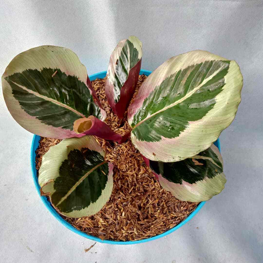 How Often To Water Rose Painted Calathea