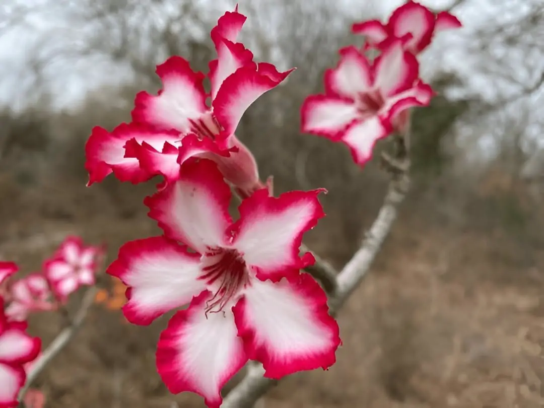 How To Get Rid Of Thrips On A Desert Rose