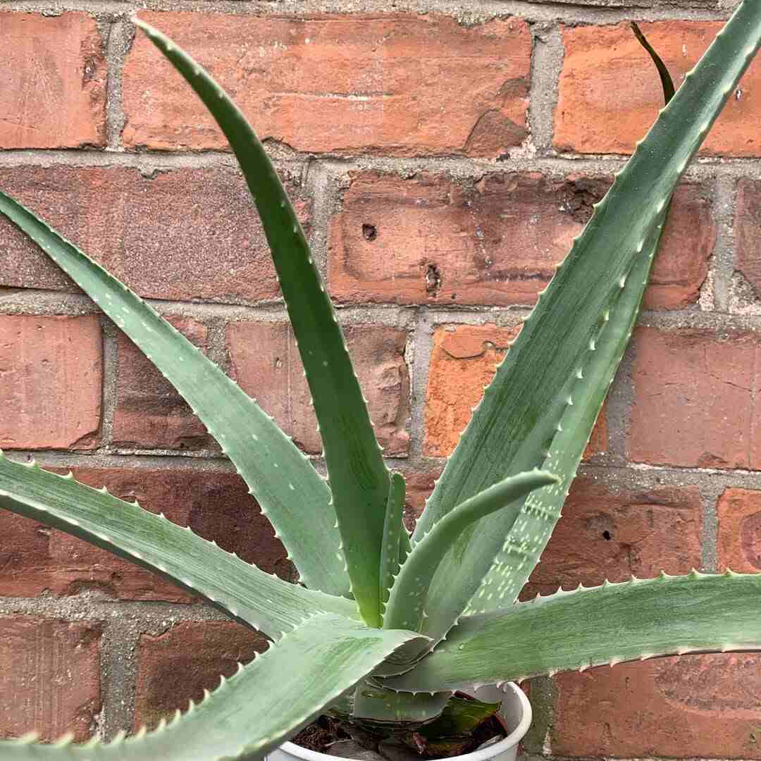 How To Grow Aloe Veras In LECA