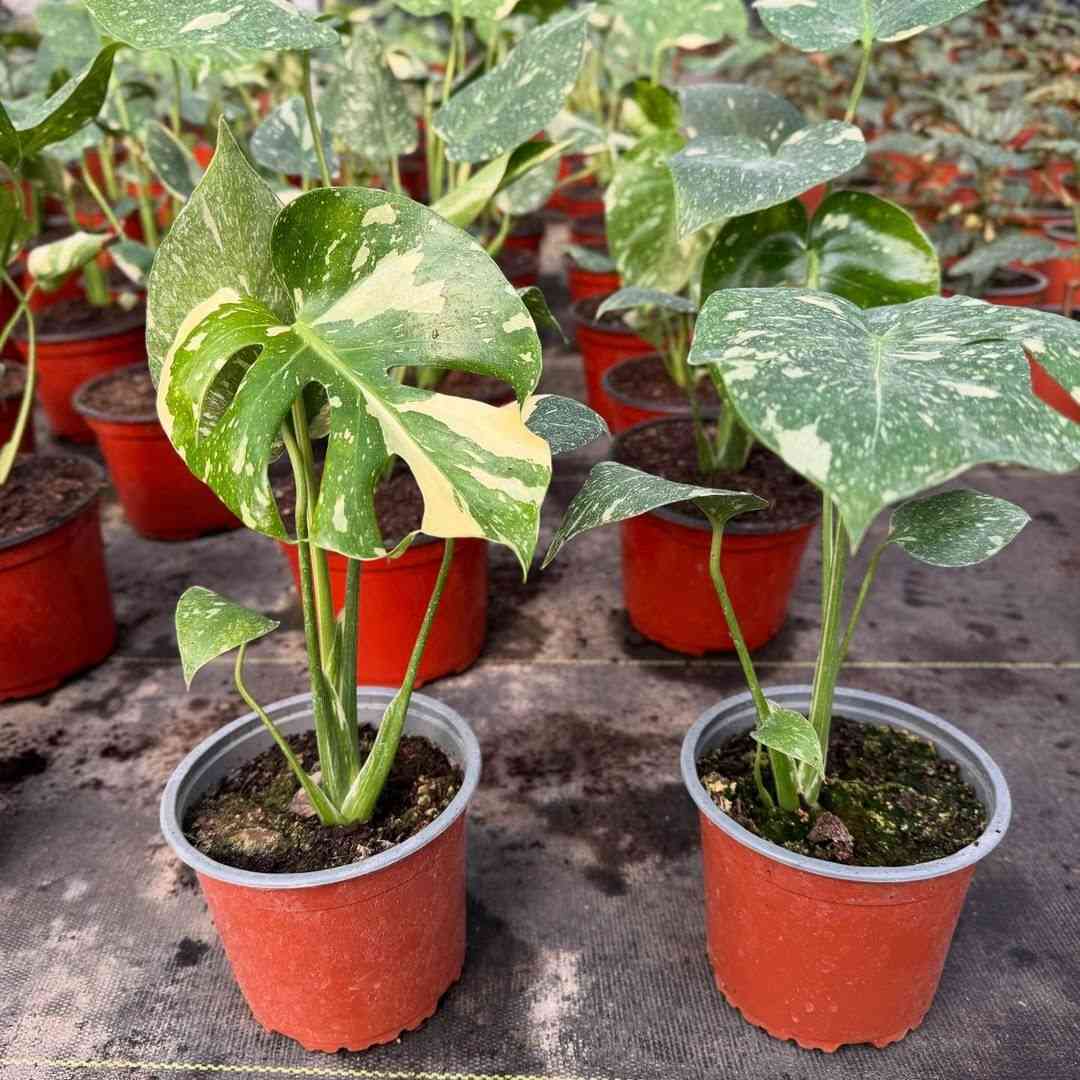 How To Grow Monstera in LECA