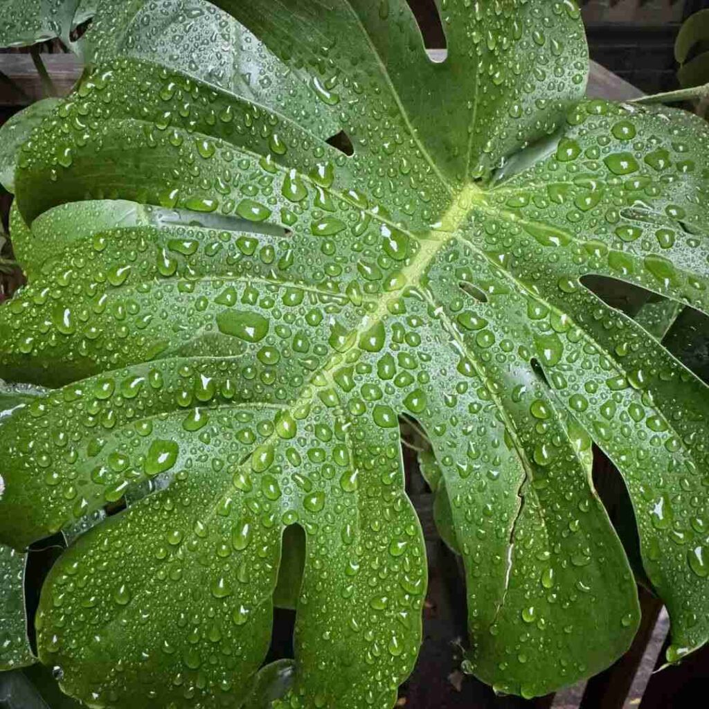 How To Grow Monstera in Water