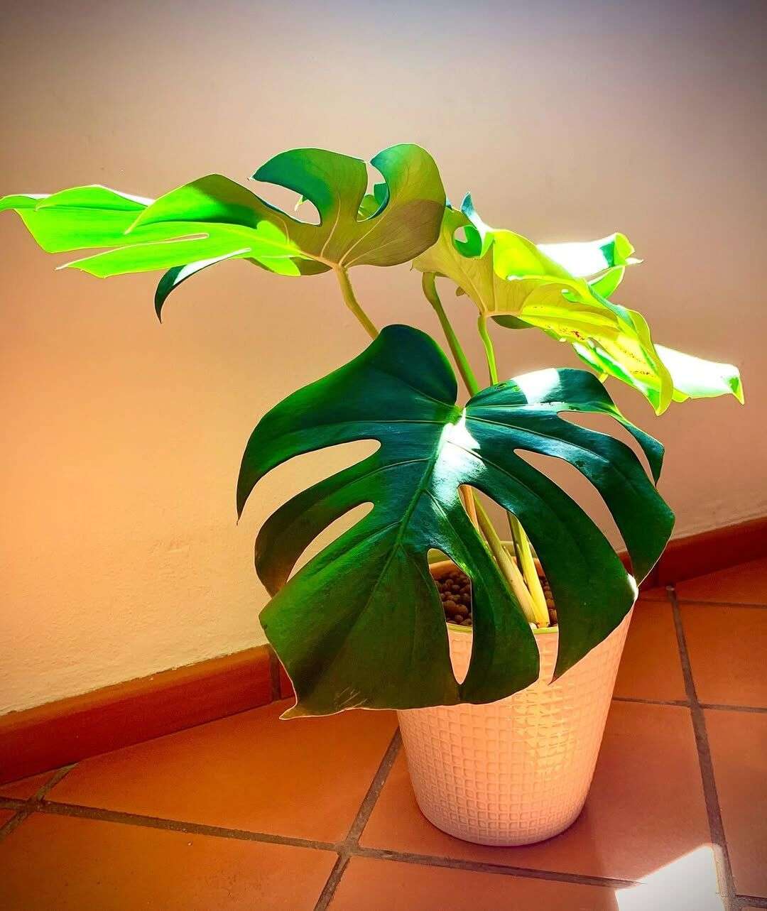 How To Grow Monstera with Hydroponics