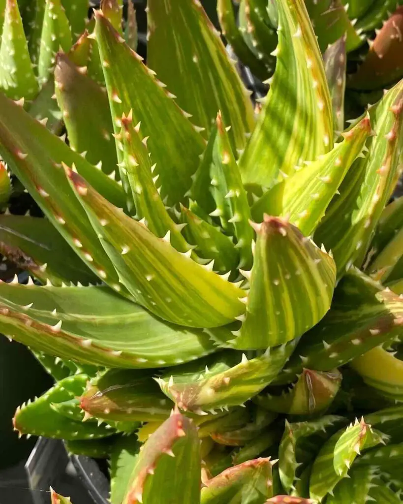 How To Propagate Aloe Veras In Water