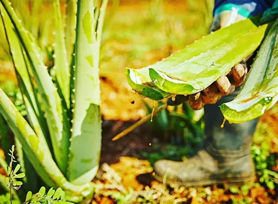 How To Prune an Aloe Vera