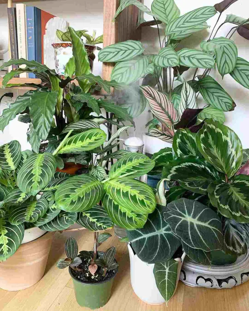 How To Support Your Rose Painted Calathea