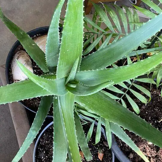 How to Clean Aloe Vera Leaves