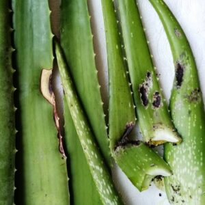 How to Diagnose and Treat Root Rot in Aloe Vera