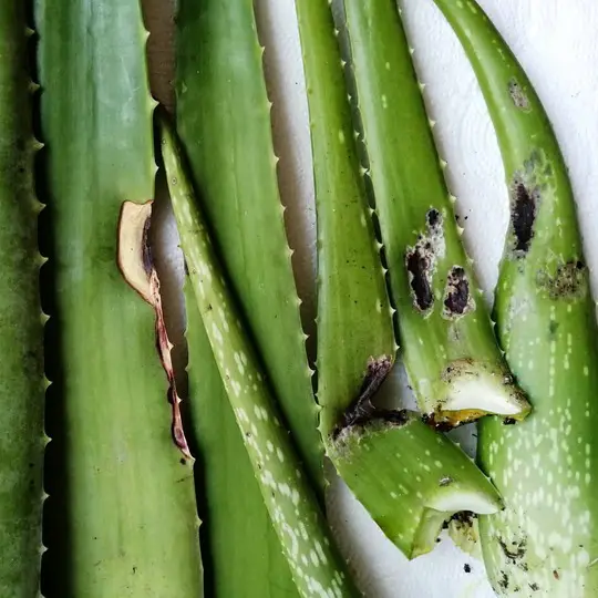 How to Diagnose and Treat Root Rot in Aloe Vera