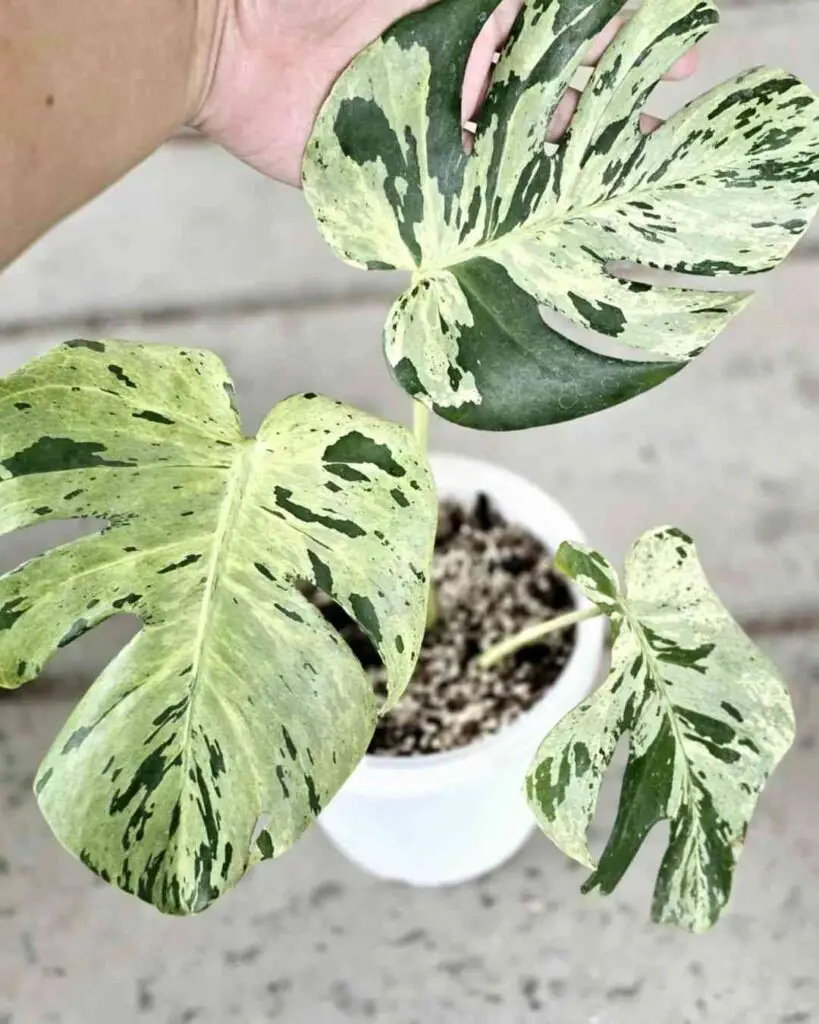 How to Fertilize Your Monstera