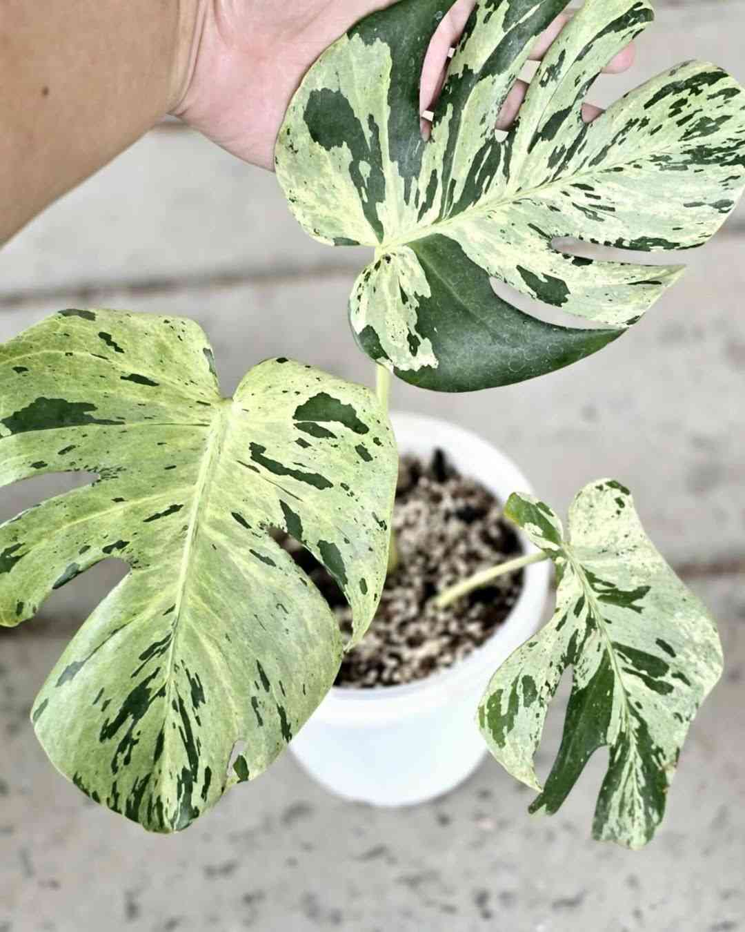 How to Fertilize Your Monstera