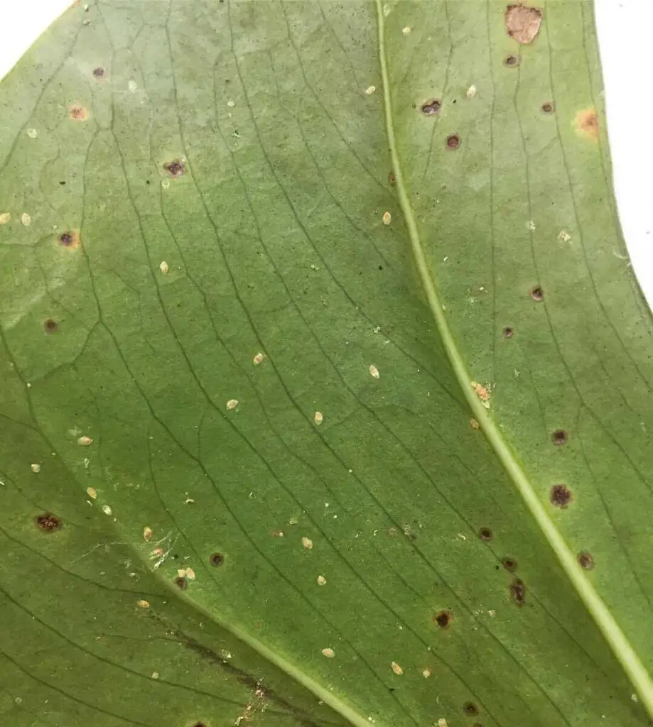 How to Fix Brown Spots On Monstera Leaves