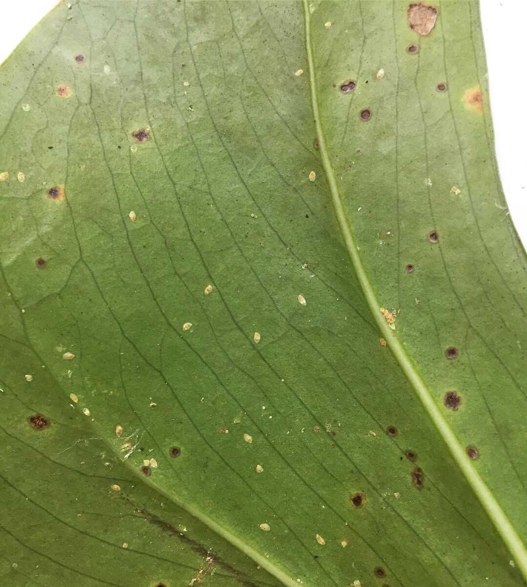 How to Fix Brown Spots On Monstera Leaves