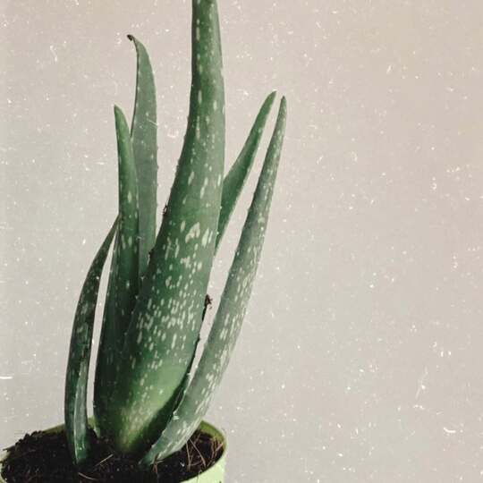 How to Fix a Leggy Aloe Vera