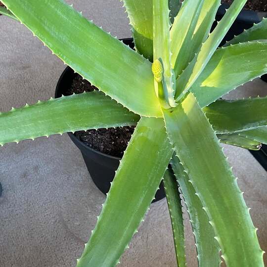 How to Get Rid of Thrips on Aloe Vera