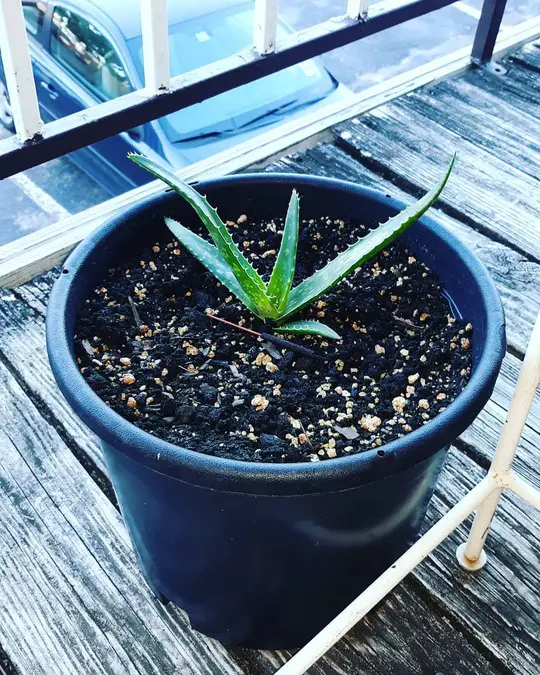 How to Grow Aloe Vera from Seed