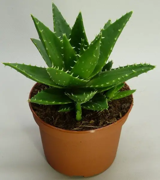 How to Grow Aloe Vera in Water